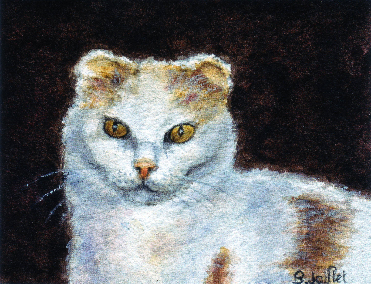 Aquarelle du chat Doudou - mascotte de l'association des amis des chats du Loiret